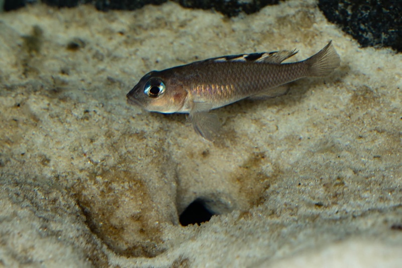 Lamprologus kungweensis 'Burton Bay'